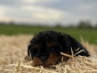 Black Tan Maltipoo Eşsiz Güzellikte Yavrumuz
