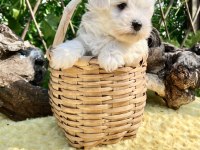 Kar Beyaz Maltese Terrier Yavrular