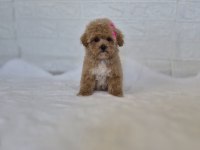 Maltipoo Yavrularımız 