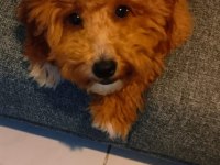 Yetişkin dişi maltipoo