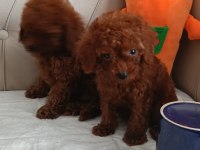 Kuyruksuz Kore Poodle Red brown bebekler