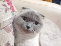 Scottish Fold Blue Point Sahiplendirme