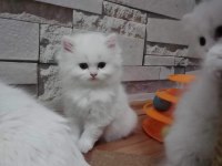 BRİTİSH LONGHAİR YAVRULARI VONALP GARANTİSİYLE