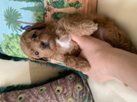 2 Aylık Erkek Toy Poodle Yavrularım Yeni Yuvaya Hazır