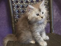 Şecereli Maine Coon Erkek Ns24