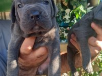 Blue cane corso yavrularım