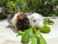 Sevinli guineapig