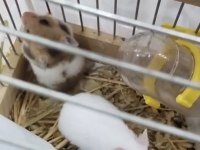 Yavru hamsterlar