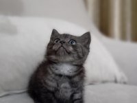 British shorthair yavrular