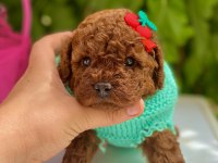 POODLE YAVRULAR YENİ YUVASINI BEKLİYOR