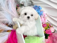 SAFKAN 2 kg bichon frise yavrular