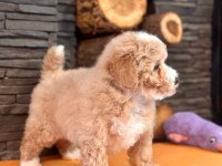 Apricot renk kürkü ile göz kamaştıran topaç surat maltipoo
