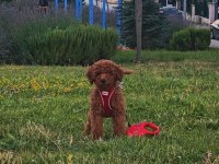 Poodle köpeğimiz