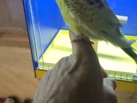 Yavru yavru teksas gold muhabbet kuşu