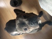 1.5 YAŞINDA DİŞİ BLUE FRENCH BULLDOG