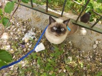 8 aylık british longhair