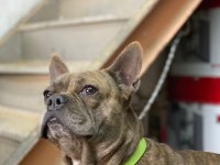 1.5 yaşında erkek çok uysal ve çok akıllı french bulldog