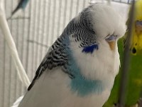 JUMBO MUHABBET KUŞLARI SİİRT MERKEZ