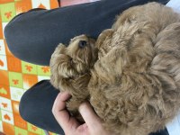 3 Aylık Aşıları Yapıldı Dişi Maltipoo Yavru