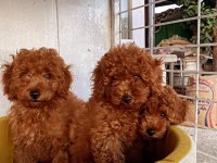 Toy Poodle red brown mini boy yavrular