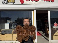 yılın en iyisi ret brown toy poodle özel ırk arayanlara 