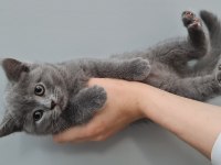 2 aylık british shorthair