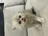 British longhair 43 günlük yavru kedimiz
