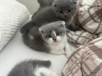 Bicolor ve düz gri orjinal kediler