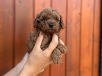 Pamuk gibi toy poodle yavrularım