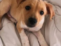 Jack Russell Pinscher Yavrusu