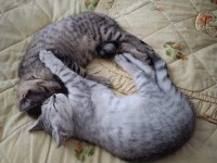 Oyuncu 3 Aylık Erkek İki British Shorthair Yavrularımız