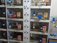 TOPLU ŞEKİLDE VERİLECEK MUHABBET KUŞLAR