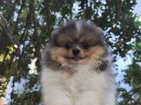 POMERANİAN BEBEK SURATIMIZ YENİ YUVASINI ARIYOR