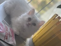 2,5 aylık yavru chinchilla kediler