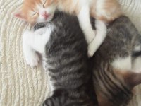 4 AYLIK YAVRU KEDİLERE ÇOK ACIL YUVA ARANIYOR TEKİR