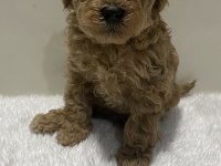 Red renk tarçın renk dişi erkek poodle yavrular