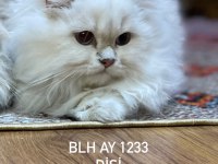 Fuul secereli safkan british short Hair kızlar