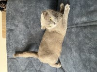 Dişi Scottish kedi