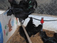 AYEM CEMANİ KULUÇKALIK YUMURTA & CİVCİV