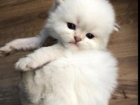 Muhteşem Safkan British Longhair ve British shorthair yavru