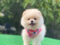 Teddy bear pomeranian boo bebeklerim