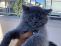 2 aylık british shorthair bebekler