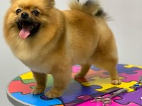 Pomeranian boo
