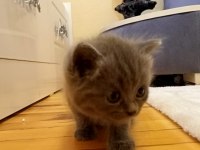 3 aylık british shorthair yavru kedimiz