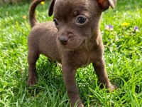 Chihuahua şivava bebekler