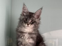 Show kalite maine coon yavrularımızı canlı görün