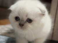 Scottish Fold Blue Point Üst Kalite Kardeşler
