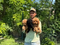 Maltipoo yavrular bir birinden tatlılar