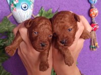 RUHSATLI EĞİTİM MERKEZİMİZDEN POODLE YAVRULARIM