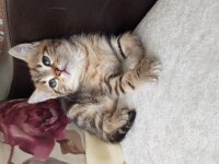 British Shorthair Yavrularımız Yeni Ailelerini Bekliyor